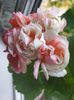 IMG-20181104-WA0024