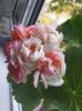 IMG-20181104-WA0026
