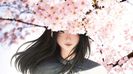 Hinata Cherry blossom
