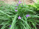 Tradescantia andersoniana