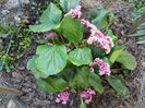 Bergenia (Sansifraga sau Urechi de elefant)