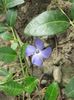 Vinca minor (saschiu)