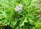 Pelargonium odoratissimum - Drusaim