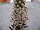 Orostachys erubescens