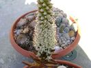 Orostachys erubescens