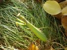 Calugarita (Mantis religiosa)