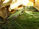 Calugarita (Mantis religiosa)