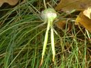 Calugarita (Mantis religiosa)