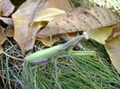 Calugarita (Mantis religiosa)
