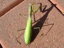 Calugarita (Mantis religiosa)