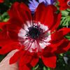 Anemone "Governor"