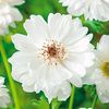 Anemone "Mount Everest"