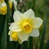 Narcise "Golden Echo"