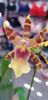 Miltonia Clowesii