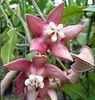 Eșec China - Hoya imperialis