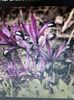 Irisi Reticulata George
