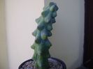 Myrtillocactus geometrizans cv 'Fukurokuryuzinboku' (Breast Cactus)