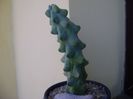 Myrtillocactus geometrizans cv 'Fukurokuryuzinboku' (Breast Cactus)