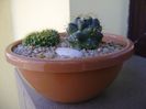 Grup de 2 cactusi