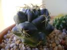 Coryphantha maiz-tablasensis