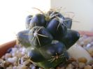 Coryphantha maiz-tablasensis