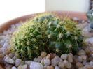 Mammillaria marksiana