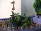 Crassula exilis ssp. picturata