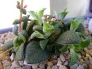 Crassula exilis ssp. picturata