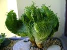 Euphorbia pugniformis (procumbens) f. cristata