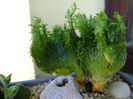 Euphorbia pugniformis (procumbens) f. cristata