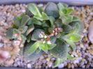 Crassula exilis ssp. picturata