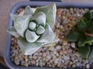 Crassula deceptor