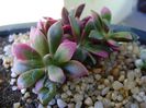 Anacampseros telephiastrum variegata