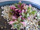 Anacampseros telephiastrum variegata