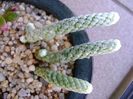 Anacampseros (Avonia) papyracea