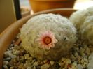Mammillaria plumosa v. roseiflora