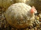 Mammillaria plumosa v. roseiflora