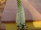 Orostachys erubescens
