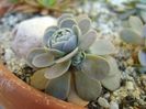 Orostachys iwarenge (Chinese dunce cap)