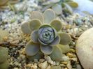 Orostachys iwarenge (Chinese dunce cap)