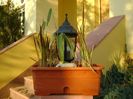 Bambus pitic variegat & Imperata cylindrica Red Baron