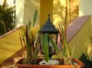Bambus pitic variegat & Imperata cylindrica Red Baron