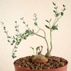 Euphorbia globulicaulis