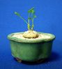Euphorbia globulicaulis