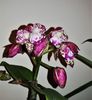 Emerald 'Orchid Queen'