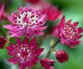 astrantia-major-ruby-star