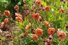 Geum_Mai_Tai
