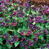Pulmonaria-Victorian-Brooch