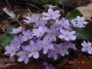 hepatica americana