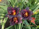hemerocallis woodoo dancer